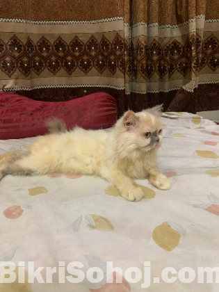 Persian cat
